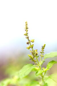 "Natural Ways to Boost Your Child’s Immunity with Everyday Remedies"